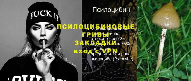 Псилоцибиновые грибы Psilocybe  Стерлитамак 